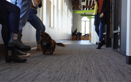 Office-Dogs-1