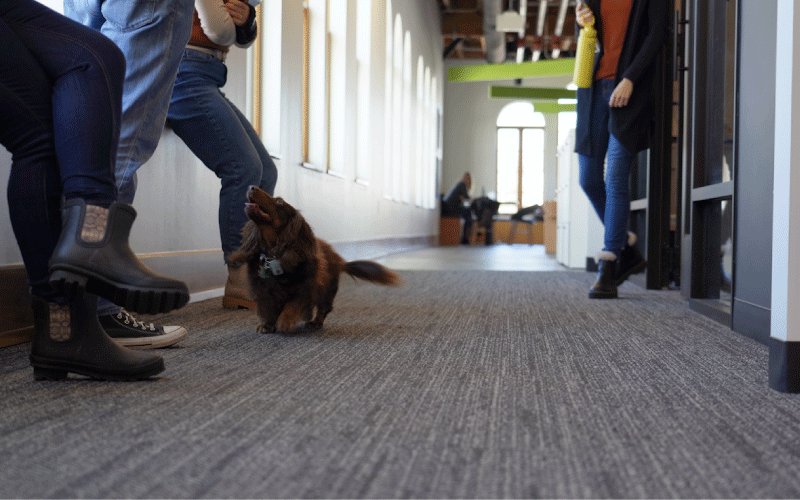 Office-Dogs